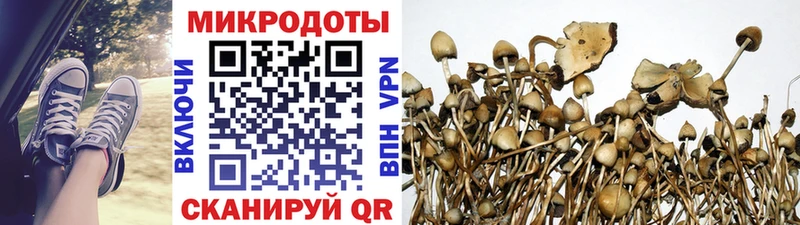 Купить закладки  Великие Луки  Псилоцибиновые грибы GOLDEN TEACHER 